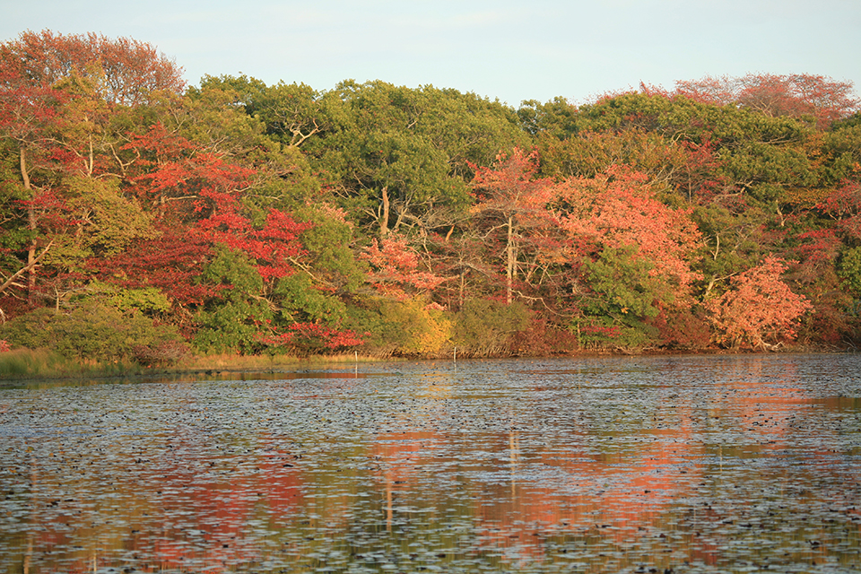 Looking over a dark pond at bright trees under a blue sky.